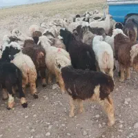 بره