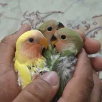 جوجه طوطی برزیلی