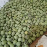 گردو تر خوشمزه