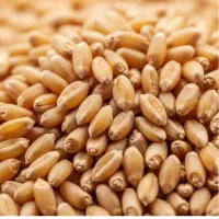گندم آبی درجه یک