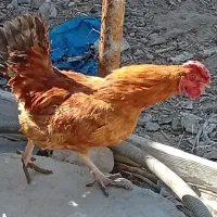 غاز وخروس
