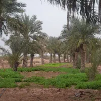 یونجه خشک قیمت توافقی