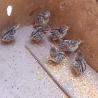 مرغ کرچ با جوجه زینتی