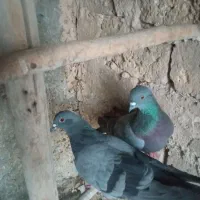 دو تا نر سبز درشت و کشیده