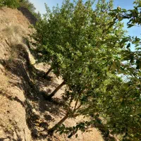 باغ وزمین کشاورزی در ملاحسنی