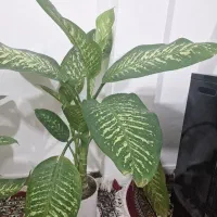 گل خانگی