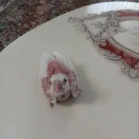 عروس هلندی