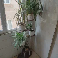 استندگل