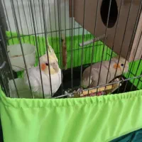 جفت عروس هلندی با تخم