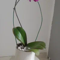 گل ارکیده ی بسیار زیبا و جذاب