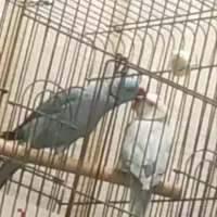 ملنگو مولد ۵ تخم