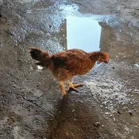 مرغ و خروس