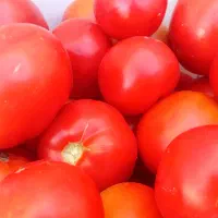 گوجه.تازه