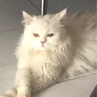 گربه پرشین نر اصل