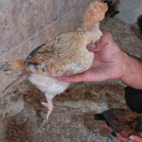 جوجه مرغ و خروس محلی با سلامت کامل