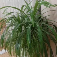فروش دوعدد گل  با گلدونای بزرگ