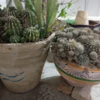 کاکتوس