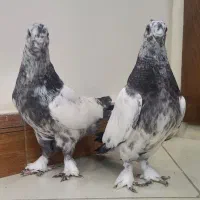 کبوتر جوجه کله دم سبز کاکلی چکمه پا