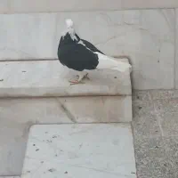 ۱۵ تا کفتر خوب