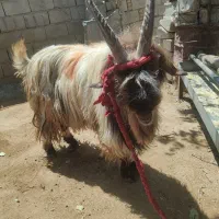 بهده|حیوانات مزرعه|دزپارت, |دیوار