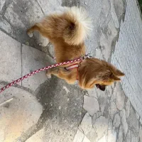 سگ پامر