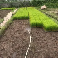 باکس نشا