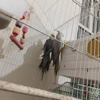 جفت عروس هلندی اهلیه اهلی کار داده
