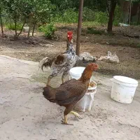 جفت مرغ خروس لاری جوان