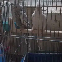 عروس هلندی