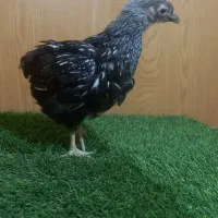 مرغ و خروس ویاندوت سیلور