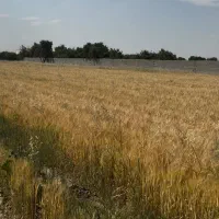 4000-هزار-متر-سند-تک-برگ-باغستان-وهن-آباد