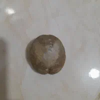 فسیل خار پوست