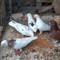کبوتر نر وماده