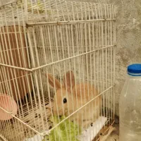 واگذاری،خرگوش،ناز قهوه ای