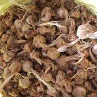 خرید و فروش پیاز زعفران رادکان