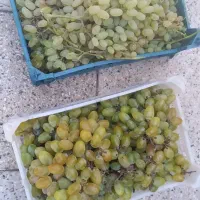 انگور تازه