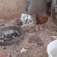 دو عدد جوجه مرغ