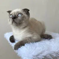 سیلور پوینت اسکاتیش گربه