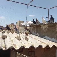 ک ب و ت ر آلمانی