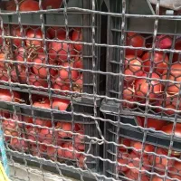 پخش عمده صیفی‌جات کرمانج