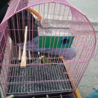 دوعدد مرغ عشق نروماده
