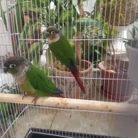 جفت طوطی گرینچیک
