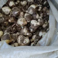 موسیر