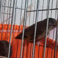 سهره قناری نرسهره  مرغ مینا رام چند کلمه حرف میزنه