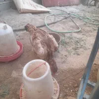 مرغ لاری