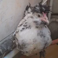 جوجه های پاپریک ۳ ماهه