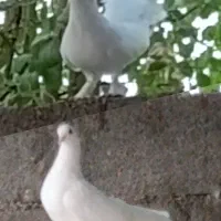 کبوتر دم چتری پر پا نر و ماده