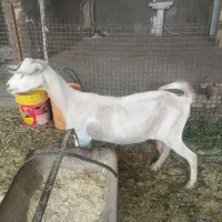 بز چاق جوان