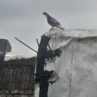 کفتر|پرنده|تالش, هشتپر|دیوار