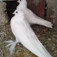 یک جفت راعبی